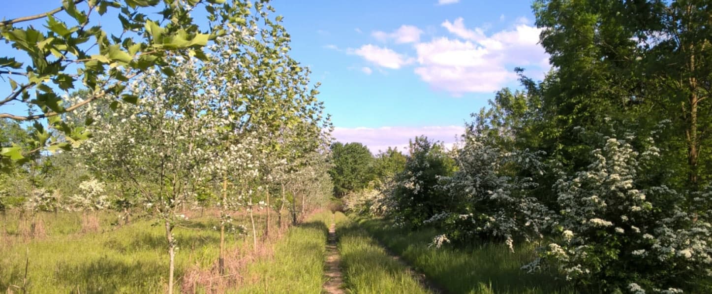 wide_path